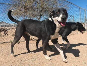 Border Collie Dogs Available for Adoption - Eric | PetCurious