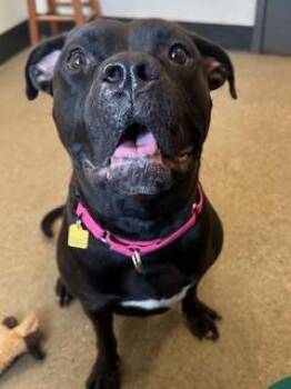 Mac -  Pit Bull Terrier Dog for Adoption in Cleveland, Ohio - Mac | PetCurious