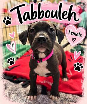 Tabbouleh -  Mixed Breed Dog for Adoption in Pleasant Ridge, Michigan - Tabbouleh | PetCurious