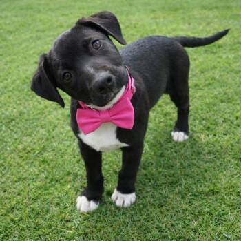 Labrador Retriever Dogs Available for Adoption - Daphne | PetCurious