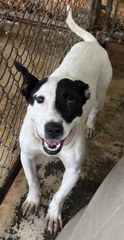 Cookie -  Mixed Breed Dog Available for Adoption in Bruce, Mississippi - Cookie | PetCurious