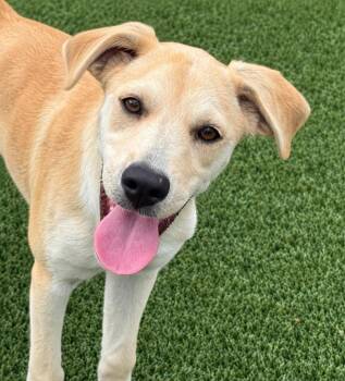Eli my mom is only 22 lbs -  Yellow Labrador Retriever and Terrier Dog for Adoption in Hondo, Texas - Eli My Mom Is Only 22 Lbs | PetCurious