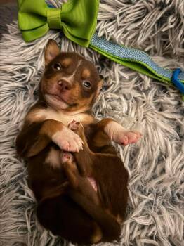 Ted -  Labrador Retriever Dog for Adoption in Berlin, New Jersey - Ted | PetCurious