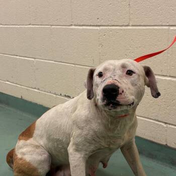Mixed Breed Dogs Available for Adoption in Memphis, Tennessee - French Fry | PetCurious