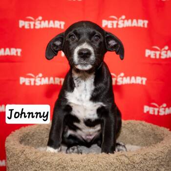 Johnny -  Cattle Dog and Labrador Retriever Dog for Adoption in Calimesa, California - Johnny | PetCurious