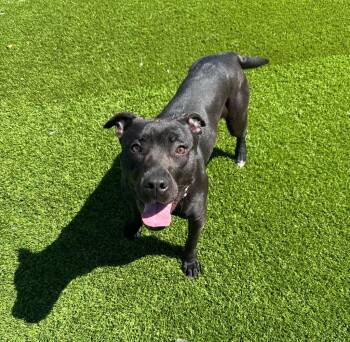 Athena -  Pit Bull Terrier and Mixed Breed Dog for Adoption in Frankfort, Kentucky - Athena | PetCurious