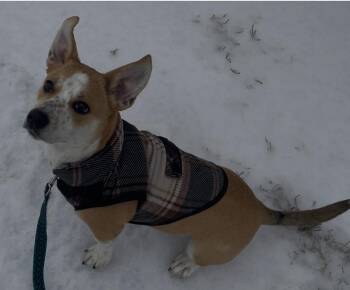 Bear -  Cardigan Welsh Corgi and Jack Russell Terrier Dog for Adoption in Maiden, North Carolina - Bear | PetCurious