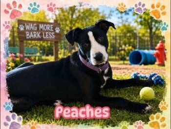 Peaches -  Labrador Retriever Dog for Adoption in San Antonio, Texas - Peaches | PetCurious