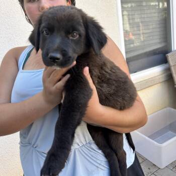 Aspen -  Black Labrador Retriever and Terrier Dog for Adoption in Escondido, California - Aspen | PetCurious