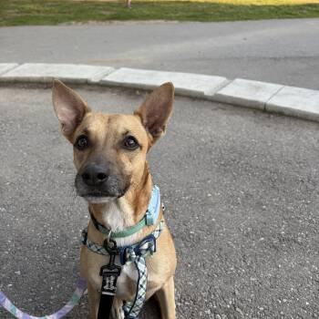 Duncan -  Mixed Breed Dog for Adoption in Ajax, Ontario - Duncan | PetCurious