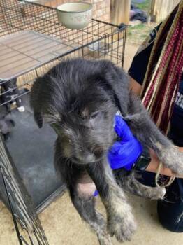 Mixed Breed Dogs Available for Adoption - ELEVEN | PetCurious