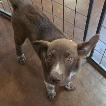 Bingo -  Australian Cattle Dog Blue Heeler and Shepherd Dog for Adoption in Otisfield, Maine - Bingo | PetCurious