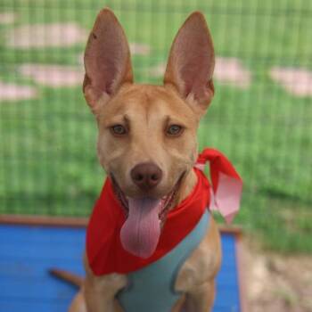 TANGO -  American Staffordshire Terrier Dog for Adoption in San Antonio, Texas - TANGO | PetCurious
