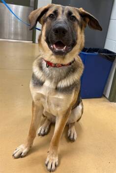 Rescue German Shepherd Dog and Mixed Breed Dogs for Adoption in Minneapolis, Minnesota - KENO | PetCurious