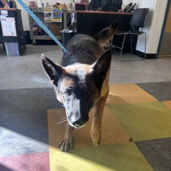 Esko -  German Shepherd Dog Dog for Adoption in Philadelphia, Pennsylvania - Esko | PetCurious