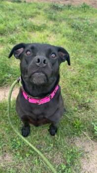 Sassy -  Labrador Retriever Dog for Adoption in Cleveland, Ohio - Sassy | PetCurious
