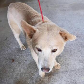 PAPI 26-10-054 -  Husky and Mixed Breed Dog for Adoption in Bastrop, Texas - PAPI 26-10-054 | PetCurious