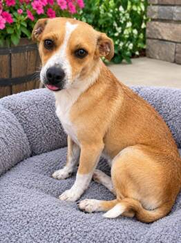 June Bug -  Chihuahua and Jack Russell Terrier Dog for Adoption in Rocky Mount, North Carolina - June Bug | PetCurious