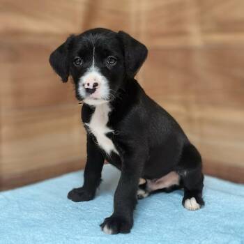 Standard Poodle and Mixed Breed Dogs Available for Adoption in Griswold, Connecticut - Scout | PetCurious