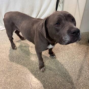 Blue Baxter -  Pit Bull Terrier Dog for Adoption in San Gabriel, California - Blue Baxter | PetCurious