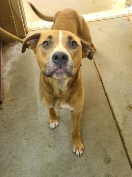 Bessy -  Pit Bull Terrier Dog for Adoption in Swainsboro, Georgia - Bessy | PetCurious