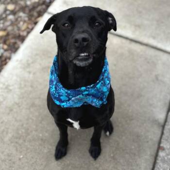 Labrador Retriever and Pit Bull Terrier Dogs Available for Adoption in Milan, Illinois - Sammy | PetCurious