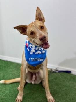 Milo-One of our Amazing Rescue Dogs -  Pit Bull Terrier and Weimaraner Dog for Adoption in Carlsbad, California - Milo-One Of Our Amazing Rescue Dogs | PetCurious