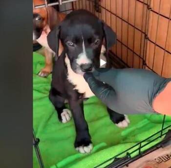 Karen - MG Litter -  Boxer Dog for Adoption in Hewitt, Texas - Karen - MG Litter | PetCurious