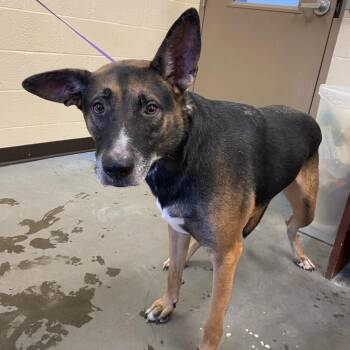 Shilo -  Mixed Breed Dog for Adoption in Memphis, Tennessee - Shilo | PetCurious