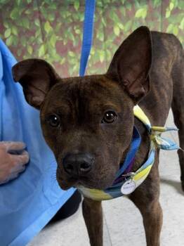 Terrier and Mixed Breed Dogs Available for Adoption in San Antonio, Texas - Kirk | PetCurious