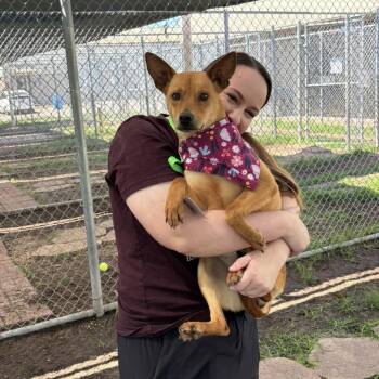 Trina -  Shepherd Dog Available for Adoption in Pittsburgh, Pennsylvania - Trina | PetCurious