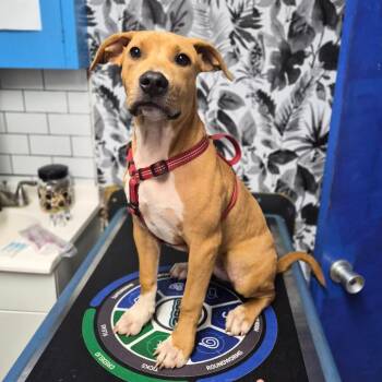 Zila -  Rhodesian Ridgeback and Labrador Retriever Dog for Adoption in Wahiawa, Hawaii - Zila | PetCurious