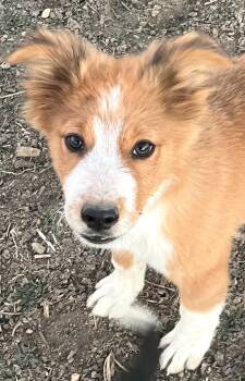 Rescue Australian Shepherd Dogs for Adoption in Longmont, Colorado - Butch Cassidy | PetCurious
