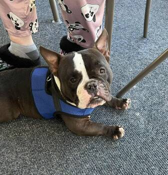 Rescue American Staffordshire Terrier and French Bulldog Dogs for Adoption in Birmingham, Alabama - SAM | PetCurious