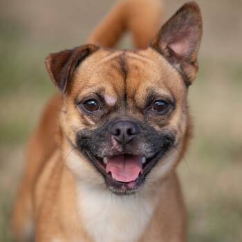 Rescue Pug and Mixed Breed Dogs for Adoption in Henderson, Kentucky - Boone | PetCurious