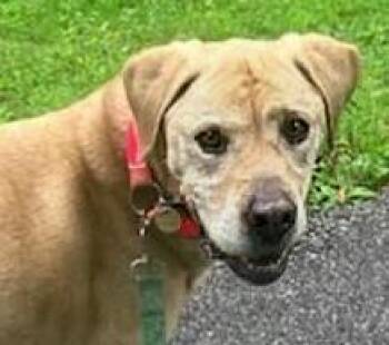 Misty -  Labrador Retriever Dog for Adoption in Euclid, Ohio - Misty | PetCurious