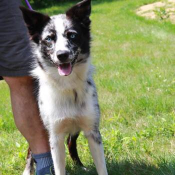 CT Darcy -  Australian Shepherd and Border Collie Dog for Adoption in Stormville, New York - CT Darcy | PetCurious