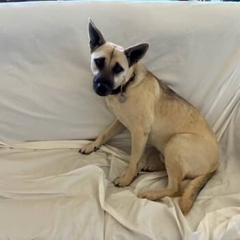 Rescue German Shepherd Dog Dogs for Adoption in Corsicana, Texas - Peanut | PetCurious