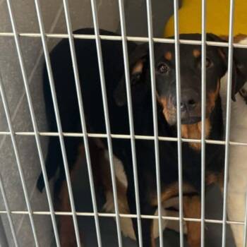 Gizmo -  Shepherd Dog for Adoption in Kingman, Arizona - Gizmo | PetCurious