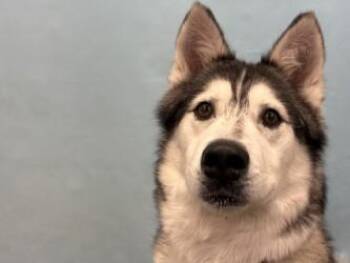 Joey -  Siberian Husky and Mixed Breed Dog for Adoption in Golden Valley, Minnesota - Joey | PetCurious