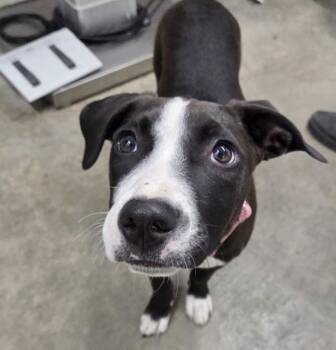 Penelope -  Pit Bull Terrier Dog for Adoption in Kamloops, British Columbia - Penelope | PetCurious
