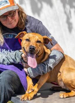 Hamburger -  Mixed Breed Dog for Adoption in Chamblee, Georgia - Hamburger | PetCurious