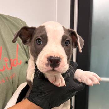 Bluey -  Pit Bull Terrier and Mixed Breed Dog for Adoption in Abilene, Texas - Bluey | PetCurious