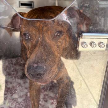 Poncho -  Mixed Breed Dog for Adoption in Philadelphia, Pennsylvania - Poncho | PetCurious