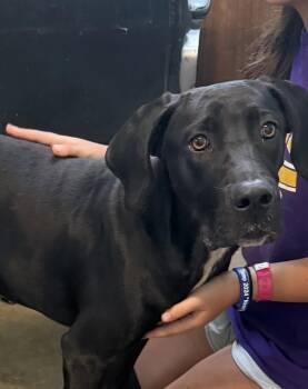 Rex- great dane boy -  Great Dane and Cane Corso Dog for Adoption in Ocean Township, New Jersey - Rex- Great Dane Boy | PetCurious