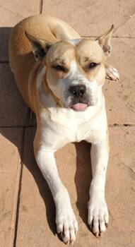 Pablo -  Terrier and Mixed Breed Dog for Adoption in Shreveport, Louisiana - Pablo | PetCurious