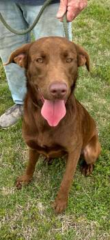 Red 8 -  Chocolate Labrador Retriever Dog for Adoption in Killingworth, Connecticut - Red 8 | PetCurious