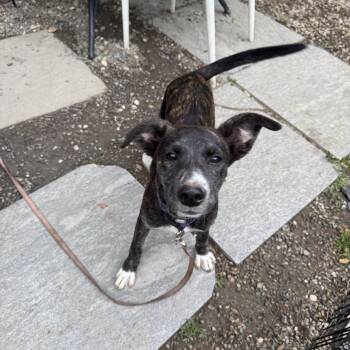 Olive -  Black Labrador Retriever Dog for Adoption in Pleasant Valley, New York - Olive | PetCurious