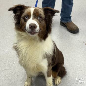 Australian Shepherd Dogs Available for Adoption - Murle | PetCurious