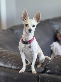 Emy -  Chihuahua Dog for Adoption in Goodyear, Arizona - Emy | PetCurious